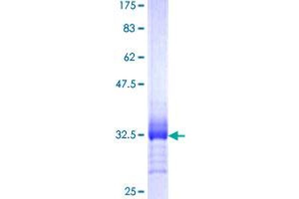 PRRG2 Protein (AA 50-109) (GST tag)