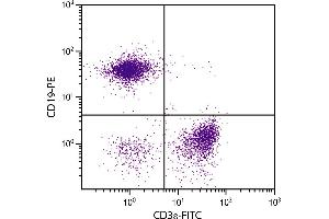 BALB/c mouse splenocytes were stained with Hamster Anti-Mouse CD3ε-FITC. (CD3 epsilon Antikörper  (FITC))