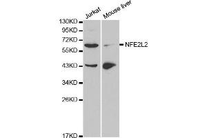 Western blot analysis of extracts of Jurkat and mouse liver cell lines, using NFE2L2 antibody. (NRF2 Antikörper)