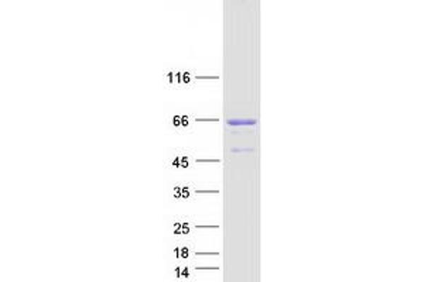 SRF Protein (Myc-DYKDDDDK Tag)