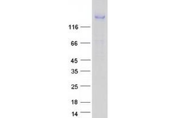 Corin Protein (Myc-DYKDDDDK Tag)