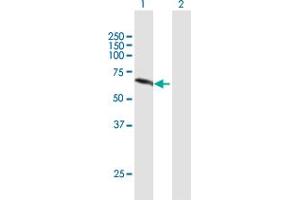 Western Blot analysis of NEK11 expression in transfected 293T cell line by NEK11 MaxPab polyclonal antibody. (NEK11 Antikörper  (AA 1-482))