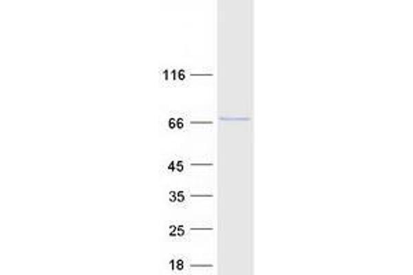 GPBP1L1 Protein (Myc-DYKDDDDK Tag)