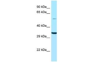WB Suggested Anti-GPS1 Antibody Titration: 1. (GPS1 Antikörper  (N-Term))