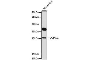 Western blot analysis of extracts of mouse liver, using OCIAD1 antibody. (OCIAD1 Antikörper  (AA 1-245))