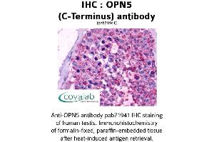 Image no. 1 for anti-Opsin 5 (OPN5) (C-Term) antibody (ABIN1737654) (OPN5 Antikörper  (C-Term))