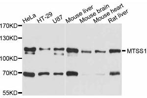 Western blot analysis of extracts of various cell lines, using MTSS1 antibody. (MTSS1 Antikörper)