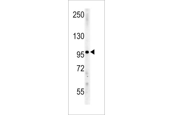 Importin 9 Antikörper  (N-Term)