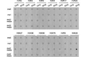 Dot Blot (DB) image for anti-Histone H4 (2meLys20) antibody (ABIN1872988) (Histone H4 Antikörper  (2meLys20))