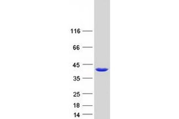 NANS Protein (Myc-DYKDDDDK Tag)