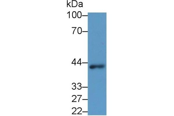 WNT3A Antikörper  (AA 1-290)