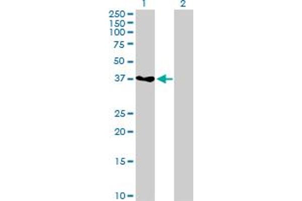 GRAP2 Antikörper  (AA 1-330)