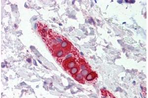 Human Colon, Submucosal Plexus (formalin-fixed, paraffin-embedded) stained with FEZ1 antibody ABIN462288 followed by biotinylated anti-goat IgG secondary antibody ABIN481715, alkaline phosphatase-streptavidin and chromogen. (FEZ1 Antikörper  (AA 278-290))