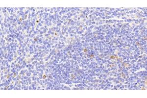 Detection of HSP10 in Mouse Spleen Tissue using Polyclonal Antibody to Heat Shock 10 kDa Protein 1 (HSP10) (HSPE1 Antikörper  (AA 2-102))