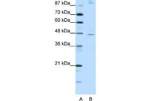 WB Suggested Anti-NR2F2 Antibody Titration:  1. (NR2F2 Antikörper  (C-Term))