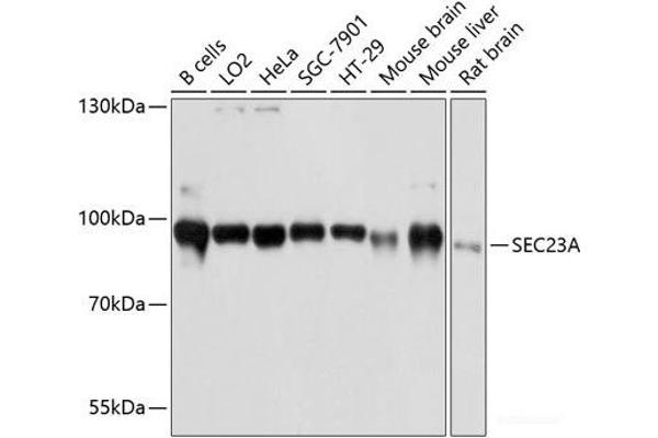 SEC23A Antikörper