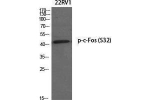 Western Blotting (WB) image for anti-c-Fos (c-Fos) (pSer32) antibody (ABIN3173099) (c-FOS Antikörper  (pSer32))