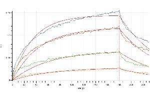 Loaded Human IL-3RA-Fc on Protein A Biosensor, can bind Human IL-3 with an affinity constant of 3. (IL-3 Protein (His tag))