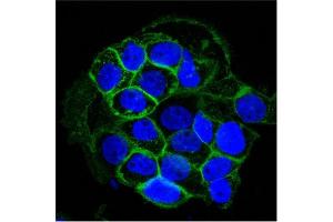 Confocal Immunofluorescent analysis of A431 cells using AF488-labeled EGFR Monoclonal Antibody (GFR450) (Green). (EGFR Antikörper  (Extracellular Domain))