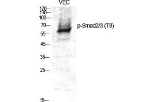 Western Blot analysis of various cells using Phospho-Smad2/3 (T8) Polyclonal Antibody. (Smad2/3 Antikörper  (pThr8))