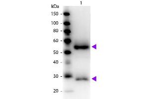 Western blot of Peroxidase conjugated Goat Fab Anti-Mouse IgG secondary antibody. (Ziege anti-Maus IgG (Heavy & Light Chain) Antikörper (HRP) - Preadsorbed)