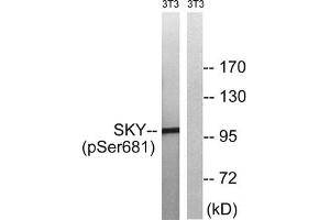 Western blot analysis of extracts from 3T3 cells treated with EGF using MER/SKY (Phospho-Tyr749/681) Antibody. (MerTK/Tyro3 Antikörper  (pTyr681, pTyr749))