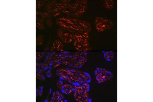 Immunofluorescence analysis of human placenta using FCGR2B Rabbit pAb (ABIN6131548, ABIN6140541, ABIN6140543 and ABIN6216224) at dilution of 1:150 (40x lens). (FCGR2B Antikörper)