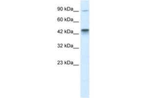 Western Blotting (WB) image for anti-Kinesin Family Member 3A (KIF3A) antibody (ABIN2460840) (KIF3A Antikörper)