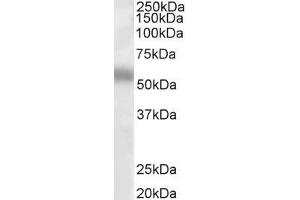 ABIN263159 (1µg/ml) staining of Human Lung lysate (35µg protein in RIPA buffer). (TFEB Antikörper  (Internal Region))