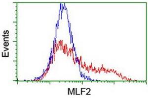 HEK293T cells transfected with either RC201746 overexpress plasmid (Red) or empty vector control plasmid (Blue) were immunostained by anti-MLF2 antibody (ABIN2455848), and then analyzed by flow cytometry. (MLF2 Antikörper)