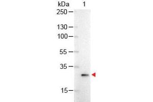 Image no. 1 for anti-Green Fluorescent Protein (GFP) antibody (Alkaline Phosphatase (AP)) (ABIN1101744) (GFP Antikörper  (Alkaline Phosphatase (AP)))