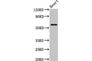 Western Blot Positive WB detected in: Mouse heart tissue All lanes: BCL3 antibody at 3. (BCL3 Antikörper  (AA 362-454))