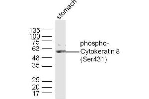 Mouse stomach lysates probed with Cytokeratin 8 (Ser431) Polyclonal Antibody, Unconjugated  at 1:300 dilution and 4˚C overnight incubation. (KRT8 Antikörper  (pSer431))