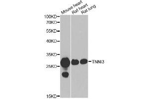 Western blot analysis of extracts of various cell lines, using TNNI3 antibody (ABIN5975460) at 1/1000 dilution. (TNNI3 Antikörper)