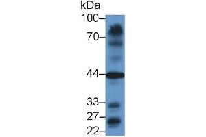 Detection of GATA4 in Mouse Heart lysate using Polyclonal Antibody to GATA Binding Protein 4 (GATA4) (GATA4 Antikörper  (AA 201-442))