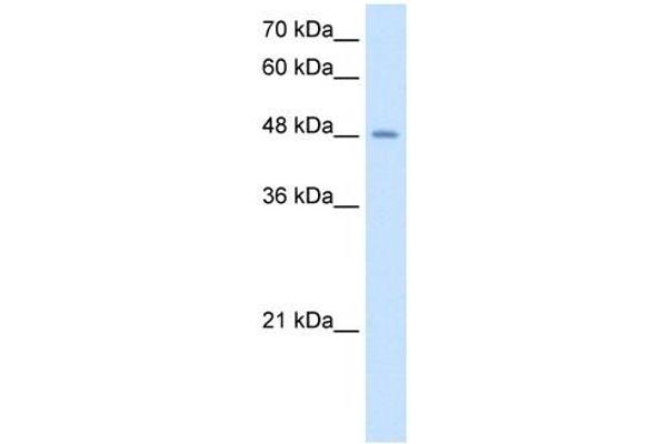 TMPRSS11D Antikörper  (N-Term)