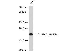 Western blot analysis of extracts of HeLa cells, using CDKN2A/p16INK4a Rabbit mAb (ABIN6131541, ABIN6139280, ABIN6139282 and ABIN7101380) at 1:1000 dilution. (CDKN2A Antikörper)
