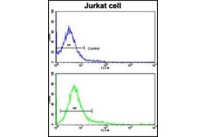 Image no. 1 for anti-Protein tyrosine Phosphatase, Receptor Type, C (PTPRC) (AA 1252-1282), (C-Term) antibody (ABIN357138) (CD45 Antikörper  (C-Term))