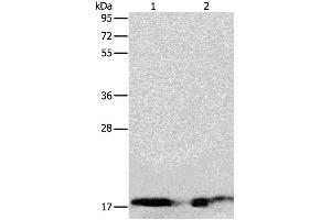 Western Blotting (WB) image for anti-Angiogenin (ANG) antibody (ABIN2427550) (ANG Antikörper)