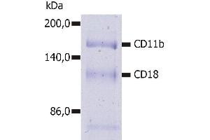 Immunoprecipitation of human CD11b/CD18 heterodimer from the lysate of washed PBMC isolated from healthy donor. (CD11b Antikörper)