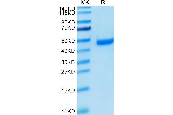 PVRL4 Protein (AA 32-351) (His-Avi Tag)