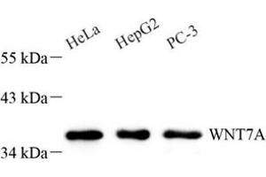 Western blot analysis of Wnt7a (ABIN7076231),at dilution of 1: 600 (WNT7A Antikörper)