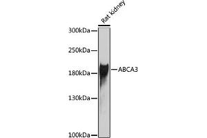 Western blot analysis of extracts of rat kidney, using  antibody (ABIN6131385, ABIN6136335, ABIN6136336 and ABIN6222585) at 1:1000 dilution. (ABCA3 Antikörper  (AA 43-203))