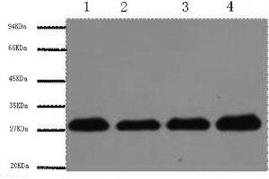 Western Blotting (WB) image for anti-Proliferating Cell Nuclear Antigen (PCNA) antibody (ABIN5957357) (PCNA Antikörper)