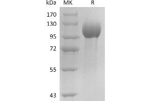 Greater than 95 % as determined by reducing SDS-PAGE. (ELAPOR1 Protein (His tag))