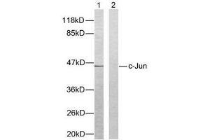 Western blot analysis of extracts from HeLa cells using c-Jun (Ab-93) antibody (E021022). (C-JUN Antikörper)