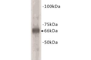 Western Blotting (WB) image for anti-Bovine Serum Albumin (BSA) antibody (ABIN1854818) (BSA Antikörper)