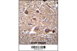 ITPKB Antibody immunohistochemistry analysis in formalin fixed and paraffin embedded human brain tissue followed by peroxidase conjugation of the secondary antibody and DAB staining. (ITPKB Antikörper  (N-Term))