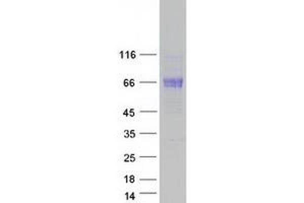 BTNL9 Protein (Myc-DYKDDDDK Tag)