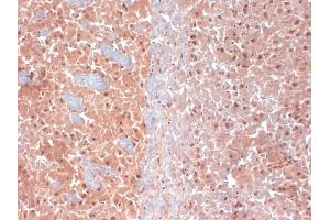 IHC analysis of KCNQ4 in frozen sections of mouse brain extract using KCNQ4 antibody. (KCNQ4 Antikörper  (AA 2-77) (Atto 390))